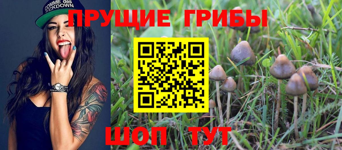 Псилоцибиновые грибы Psilocybe  Вход с VPN  Мыски 